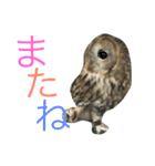 モリフクロウのもりぃ★日常会話（個別スタンプ：37）