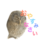 モリフクロウのもりぃ★日常会話（個別スタンプ：40）