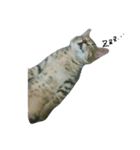 catcatcatten（個別スタンプ：1）