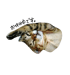 catcatcatten（個別スタンプ：2）