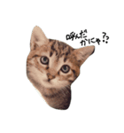 catcatcatten（個別スタンプ：3）