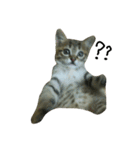 catcatcatten（個別スタンプ：4）