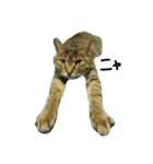 catcatcatten（個別スタンプ：5）