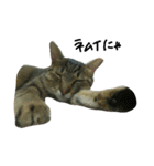 catcatcatten（個別スタンプ：6）