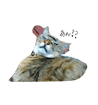 catcatcatten（個別スタンプ：7）