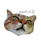 catcatcatten（個別スタンプ：8）