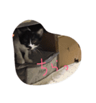 イケメンねこグリ（個別スタンプ：1）