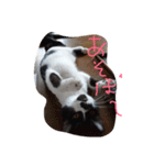 イケメンねこグリ（個別スタンプ：2）