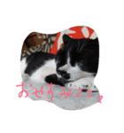 イケメンねこグリ（個別スタンプ：3）