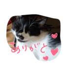 イケメンねこグリ（個別スタンプ：4）