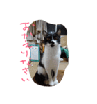 イケメンねこグリ（個別スタンプ：5）