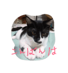 イケメンねこグリ（個別スタンプ：6）
