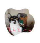イケメンねこグリ（個別スタンプ：7）
