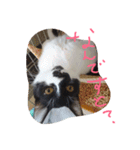 イケメンねこグリ（個別スタンプ：8）