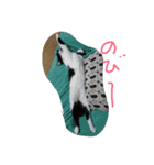 イケメンねこグリ（個別スタンプ：9）