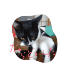 イケメンねこグリ（個別スタンプ：11）