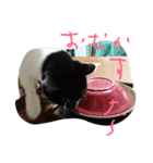 イケメンねこグリ（個別スタンプ：12）