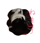 イケメンねこグリ（個別スタンプ：13）