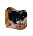 イケメンねこグリ（個別スタンプ：14）