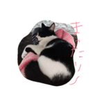 イケメンねこグリ（個別スタンプ：15）