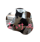 イケメンねこグリ（個別スタンプ：16）