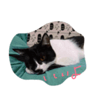 イケメンねこグリ（個別スタンプ：17）