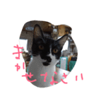 イケメンねこグリ（個別スタンプ：18）