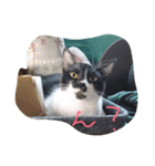 イケメンねこグリ（個別スタンプ：19）