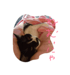 イケメンねこグリ（個別スタンプ：20）
