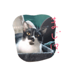 イケメンねこグリ（個別スタンプ：21）