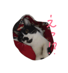 イケメンねこグリ（個別スタンプ：22）