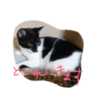イケメンねこグリ（個別スタンプ：23）