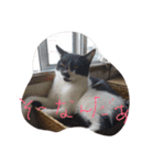 イケメンねこグリ（個別スタンプ：24）