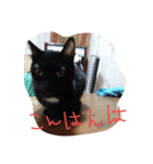 べっぴんねこメル（個別スタンプ：1）