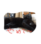 べっぴんねこメル（個別スタンプ：2）