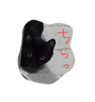 べっぴんねこメル（個別スタンプ：3）