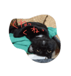 べっぴんねこメル（個別スタンプ：4）