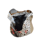 べっぴんねこメル（個別スタンプ：6）