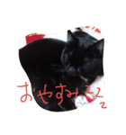 べっぴんねこメル（個別スタンプ：9）