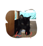 べっぴんねこメル（個別スタンプ：11）