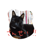 べっぴんねこメル（個別スタンプ：12）