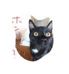 べっぴんねこメル（個別スタンプ：13）