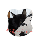 べっぴんねこメル（個別スタンプ：14）