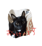 べっぴんねこメル（個別スタンプ：16）