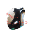 べっぴんねこメル（個別スタンプ：19）