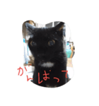 べっぴんねこメル（個別スタンプ：20）