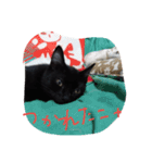 べっぴんねこメル（個別スタンプ：21）