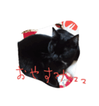 べっぴんねこメル（個別スタンプ：23）