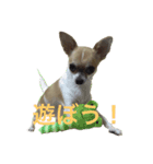 ピエムの挨拶 その2（個別スタンプ：2）