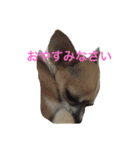 ピエムの挨拶 その2（個別スタンプ：7）